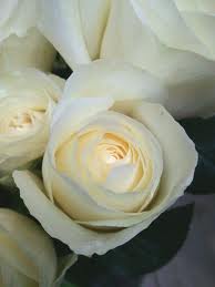 white rose